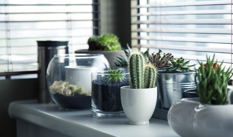 Tin Can Planters