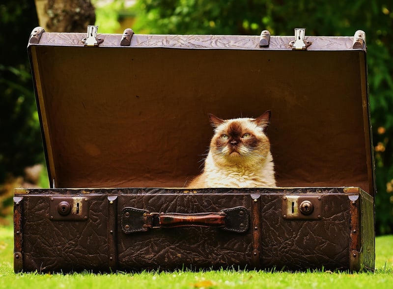 Vintage Suitcases